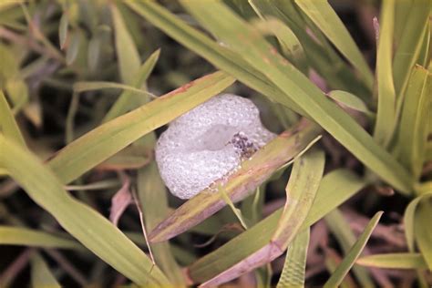 Understanding White Foam On Plants And Its Link To Spittlebugs Leafyjournal