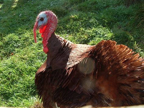 Sheep Spinach And Strawberries Raising Heritage Breed Turkeys