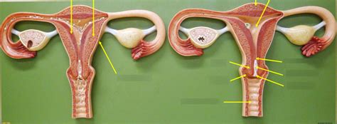 Uterus With Ovaries Model Uterus And Vagina Anterior View Diagram Quizlet