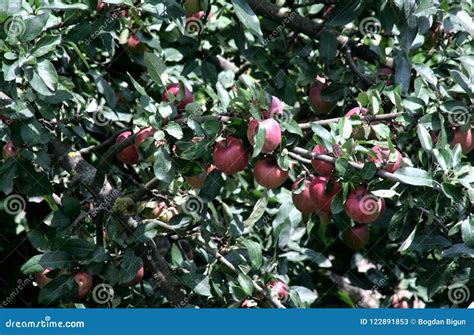 Apple Idared On A Branch Of A Tree Stock Image Image Of Tree Sides