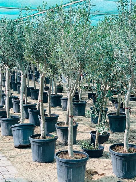 Olive Tree Olea Europaea Dubai Plants