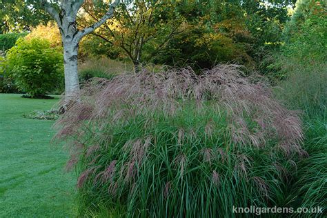 Miscanthus Cindy Knoll Gardens Ornamental Grasses And Flowering