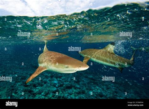 Blacktip Reef Sharks Carcharhinus Melanopterus Under The Water