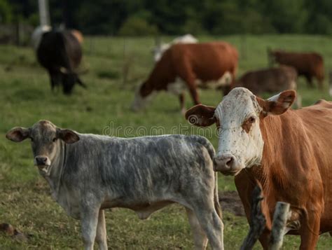 Vacas Leiteiras Que Alimentam Bovinos Confinados Imagem De Stock