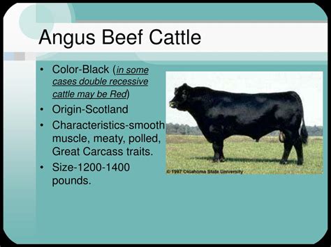 PPT - Beef Cattle Breeds PowerPoint Presentation, free download - ID:211300