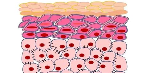 Animal Skin Cell Microscope