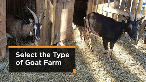 How To Start Goat Farming In India