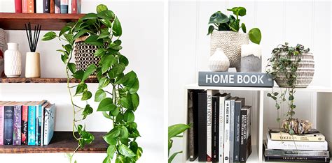 Top Indoor Plants For Bookshelves Flower Power