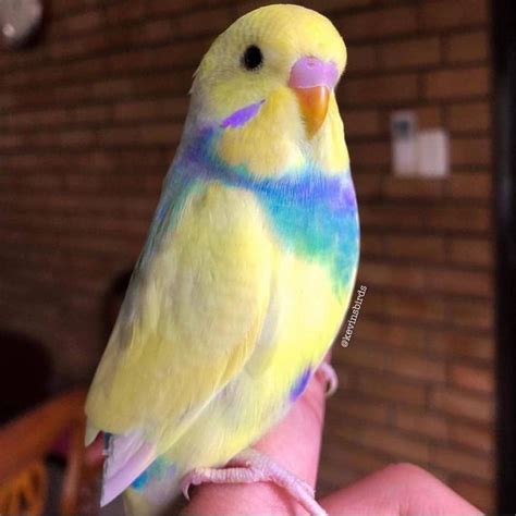 Rainbow Budgie : r/RealLifeShinies