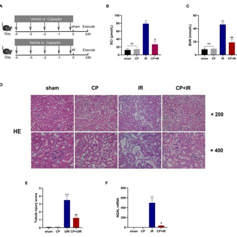 Calpeptin Inhibits Calpain 1 Activation And GSDMD Cleavage In The