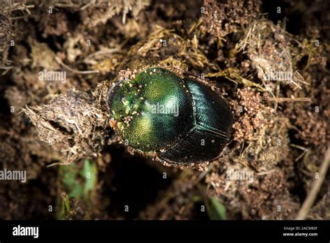 Dung Beetle Dung Beetle Neosisyphus Spinipes On A Ball Of Dung Stock