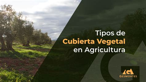 Tipos De Cubierta Vegetal En Agricultura Gesmontes