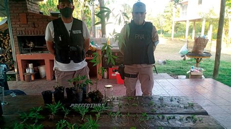 Allanaron Una Vivienda Y Secuestraron 84 Plantines De Marihuana