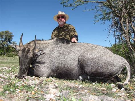 Nilgai Hunting | 60+ Species Available for Hunt | Ox Ranch - Texas