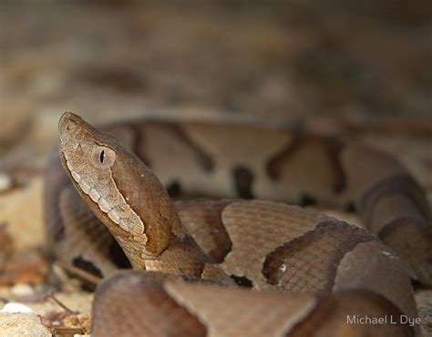 Florida Backyard Snakes