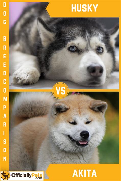 Husky Vs Akita A Detailed Comparison Of Both Dog Breeds The