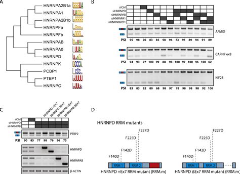 Regulatory Expansion In Mammals Of Multivalent Hnrnp Assemblies That