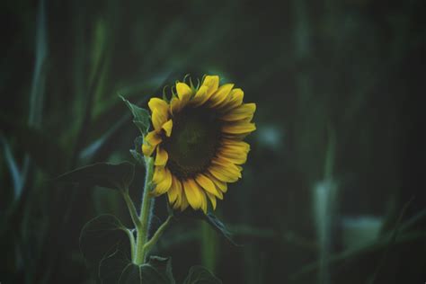 Fotos Gratis Naturaleza Flor Difuminar Crecimiento Noche Luz De