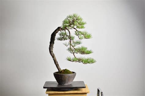 Bonsai Aprenda Dicas Para Iniciantes Conhecimento Agora