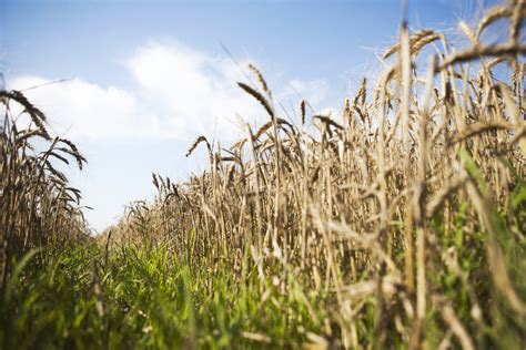 Buckskin Hard Red Winter Wheat Food Gardening Network