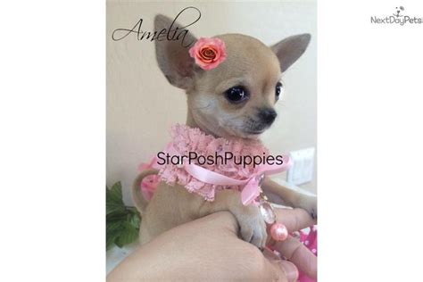 TEACUP APPLEHEAD CHIHUAHUA | Chihuahua puppies, Chihuahua, Chihuahua ...