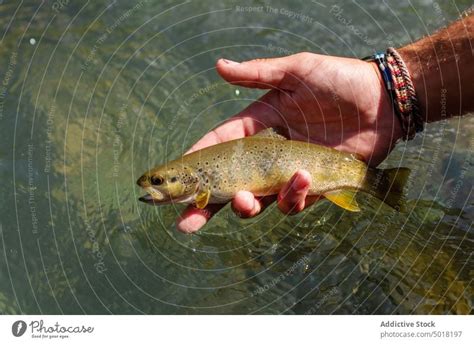 Anonymer Fischer Mann Mit Fischernetz Der Einen Fisch F Ngt Ein