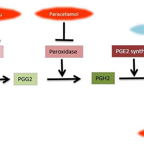 Prostaglandin Pathway And Metabolism Inhibitors Of Various Steps Are