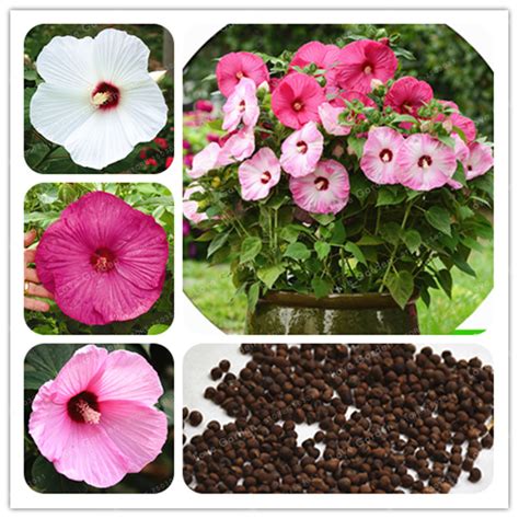 100 Pcsbag Hibiscus Moscheutos Giant Hibiscus Flower Seeds Bonsai