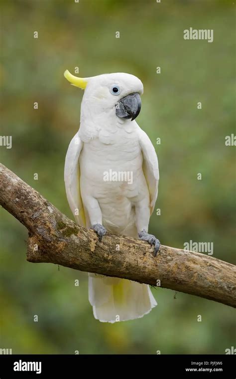 ¿loro Blanco Vs Peteribí Diferencias Y Similitudes Loros Y Guacamayos