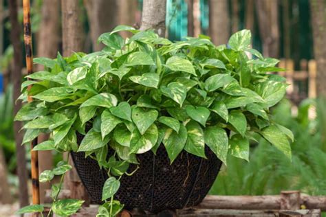 Types Of Pothos 15 Varieties To Consider Growing Today