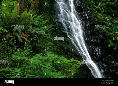 Bridge Creek Falls Tillamook State Forest Oregon Stock Photo Alamy