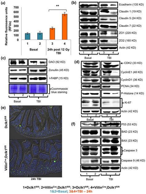 Dclk1 Deficiency In Tuft Cells Results In Defective Epithelial Barrier