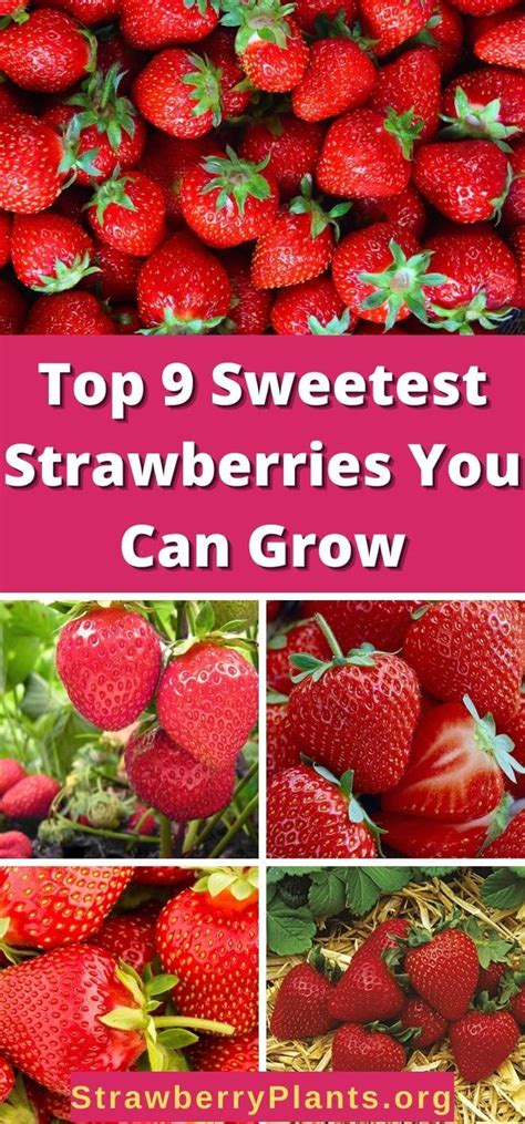 Top 9 Sweetest Strawberries You Can Grow And Where To Buy Them