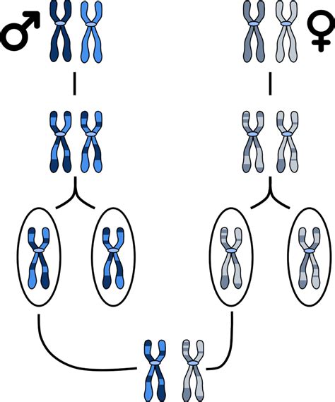 Genetische Overerving En Voorouders 24genetics