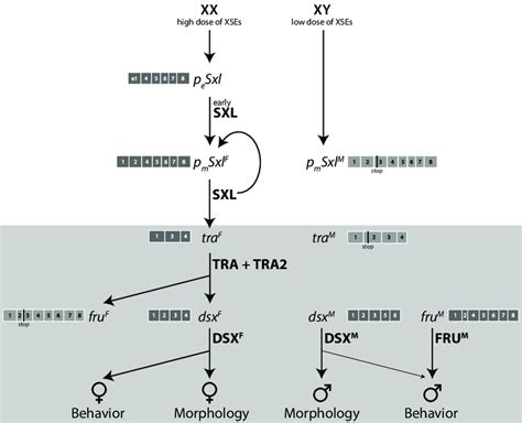 1 The Sex Determination Cascade In Drosophila Melanogaster Boxes With Download Scientific