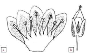 Drawing of tepal: a) Dissected flower, b) Fruiting tepal. (Source:... | Download Scientific Diagram