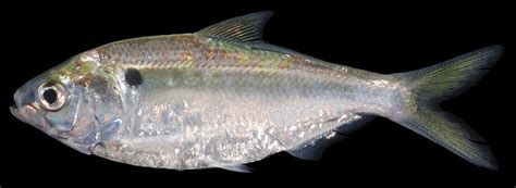 Threadfin Shad Emuseum Of Natural History