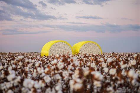 US Cotton Production Projected To Reach 16 5 Mn Bales In June 2023