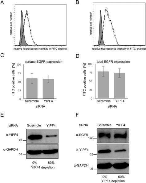 Total And Surface EGFR Expression In Cells Upon SiRNA Mediated Knock