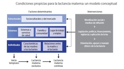 Condiciones Propicias Para La Lactancia Materna Alba Lactancia Materna