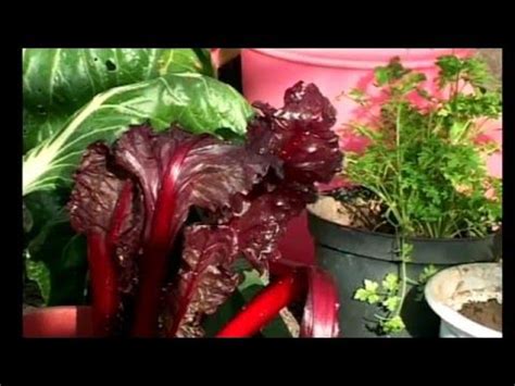 Мангольд - YouTube