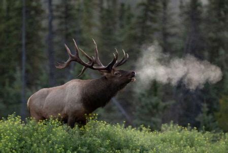 Rocky Mountain Elk Foundation Montana Folk Festival