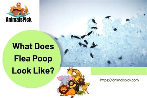 What Does Flea Poop Look Like Complete Guide With Pictures Animalspick