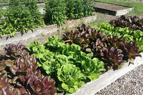 Growing Lettuce In Raised Beds Easy Guide Geeky Greenhouse