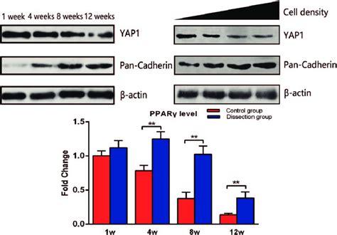 Pan Cadherin Hippo Yes Associated Protein 1 And Peroxisome