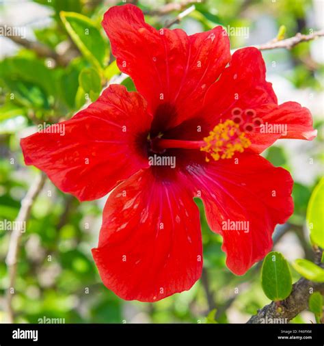 Red Tropical Flower Hibiscus Stock Photo Alamy