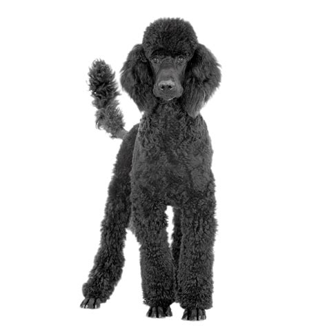 Black Poodle transparent PNG - StickPNG