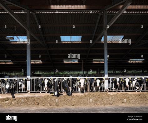 Manchada De Blanco Y Negro De Las Vacas Holstein En Medio Abierto