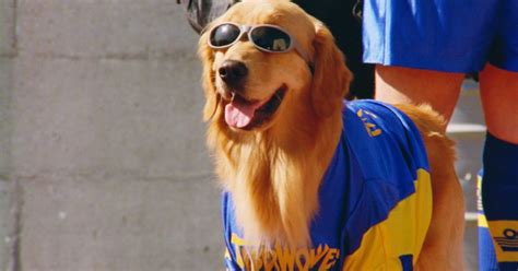 How Much Did The Golden Retriever Buddy Make For Air Bud