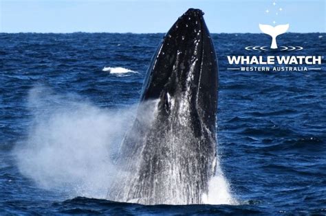 Augusta Whales Whale Watch Western Australia